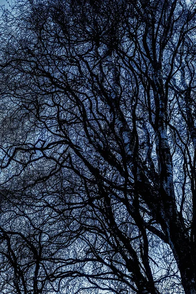 Ágak fa, gyönyörű absztrakt szerkezet, — Stock Fotó