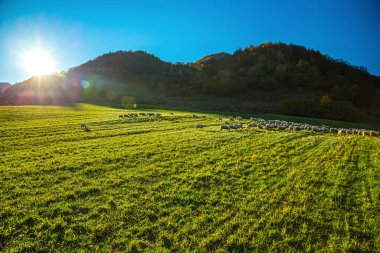 Güzel dağ çayırlarında koyun sürüsü