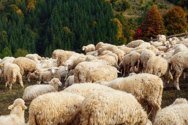 Güzel dağ çayırlarında koyun sürüsü