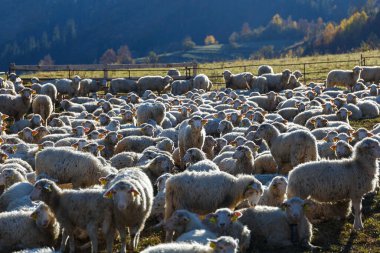 Güzel dağ çayırlarında koyun sürüsü