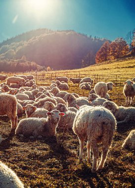 Güzel dağ çayırlarında koyun sürüsü