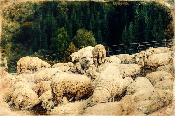 Flock Får Vacker Bergsäng Gamla Fotoeffekt — Stockfoto