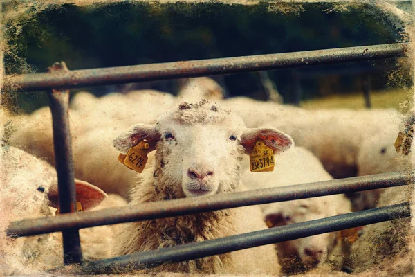 White Sheeps Pen Looking Camera Old Photo Effect — Stock Photo, Image