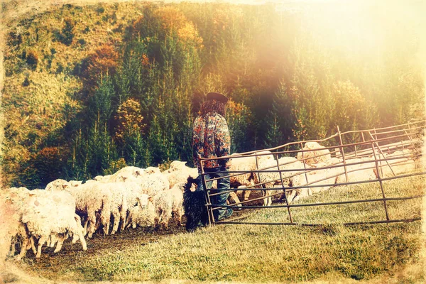 Kudde Schapen Prachtige Bergweide Oude Foto Effect — Stockfoto