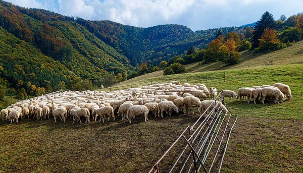 Hejno Ovcí Krásné Horské Louce — Stock fotografie