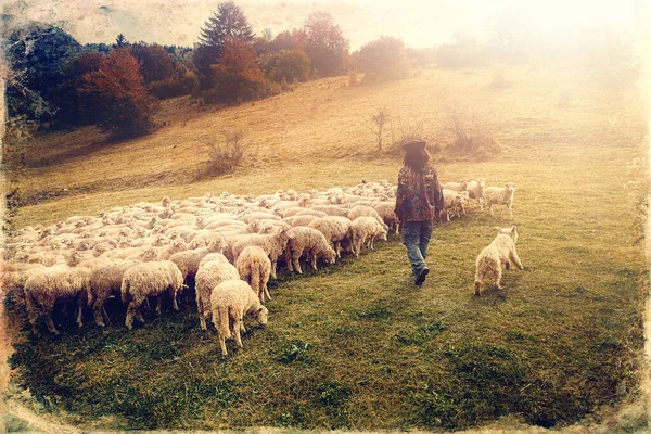 美しい山の牧草地に羊の群れ 古い写真効果 — ストック写真