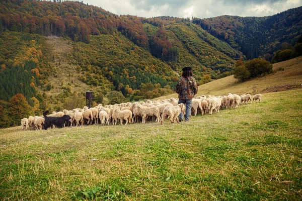 Schafherde Auf Schöner Bergwiese — Stockfoto