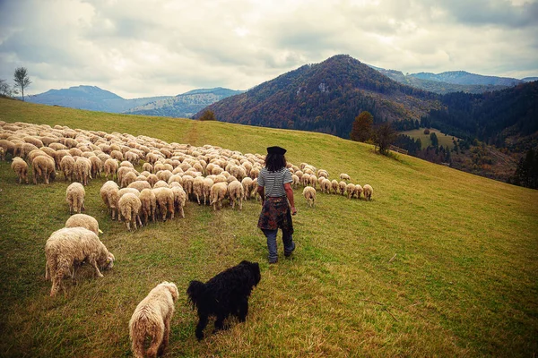 Schafherde Auf Schöner Bergwiese — Stockfoto