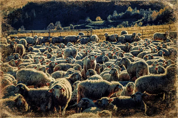 Stado Owiec Pięknej Górskiej Łące Stary Efekt Fotograficzny — Zdjęcie stockowe