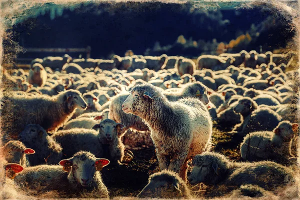 美しい山の牧草地に羊の群れ 古い写真効果 — ストック写真