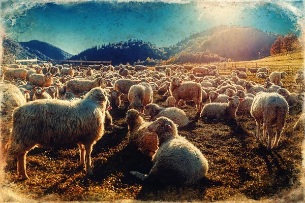 Flock Får Vacker Bergsäng Gamla Fotoeffekt — Stockfoto