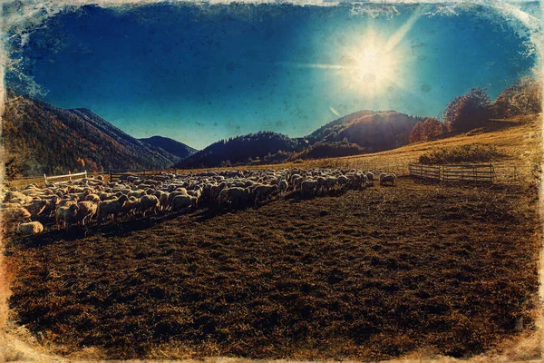 Troupeau Moutons Sur Une Belle Prairie Montagne Vieil Effet Photo — Photo