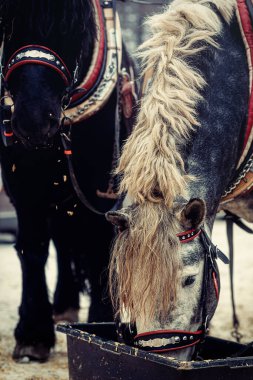 Yakından bakıldığında süslemeli iki at.