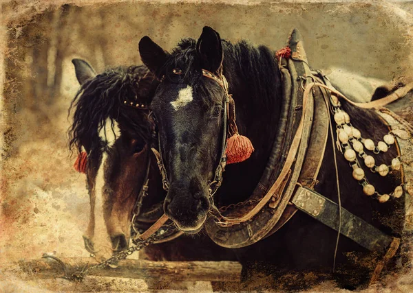 Δύο Άλογα Περίτεχνα Λουρί Κοντινή Θέα Παλιά Φωτογραφία Αποτέλεσμα — Φωτογραφία Αρχείου