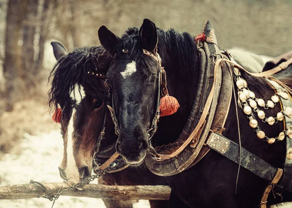 Zwei Pferde Mit Kunstvollem Geschirr Nahsicht — Stockfoto