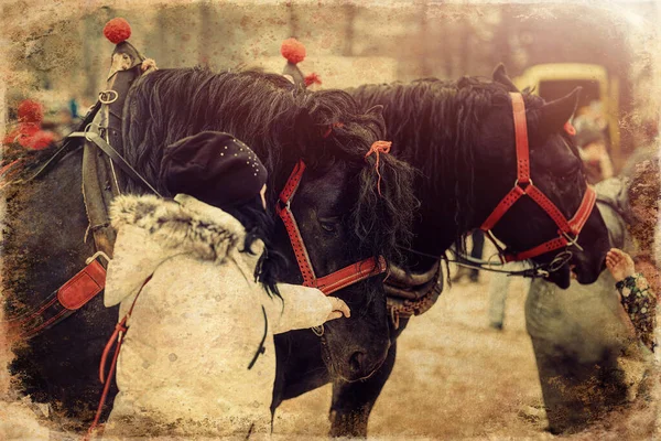 女人和马在户外 女人抚摸马 老照片效果 — 图库照片