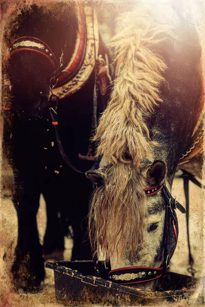 Dois Cavalos Com Arnês Ornamentado Vista Close Antigo Efeito Foto — Fotografia de Stock