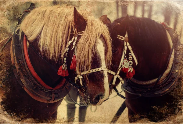 Two horse portrait close up in love, Horse love, old photo effect