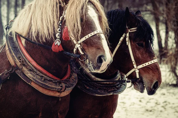 Two horse portrait close up in love, Horse love