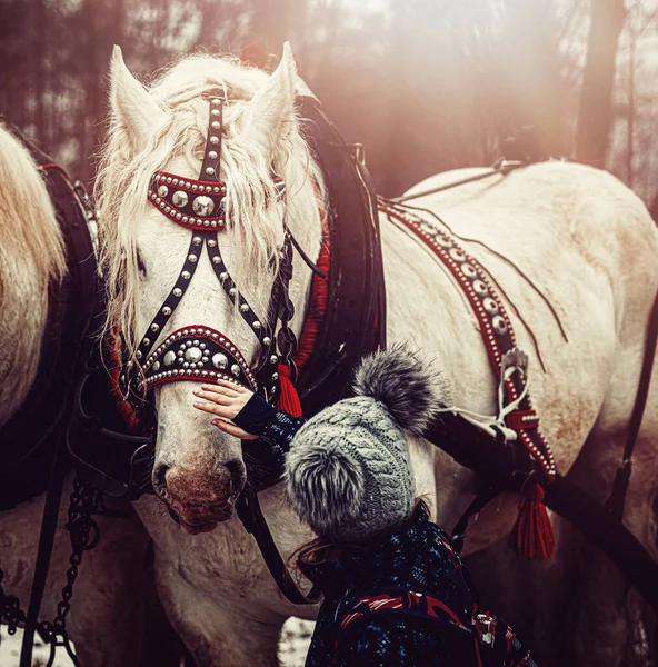 Criança Acariciando Cavalo Trabalho Branco — Fotografia de Stock