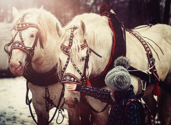 Niño Acariciando Blanco Trabajo Caballo — Foto de Stock