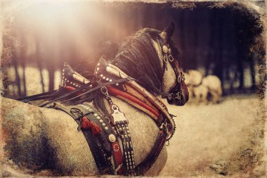 Yakından bakınca süslemeli iki at, eski fotoğraf efekti.