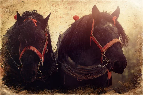 Dois Cavalos Com Arnês Ornamentado Vista Close Antigo Efeito Foto — Fotografia de Stock