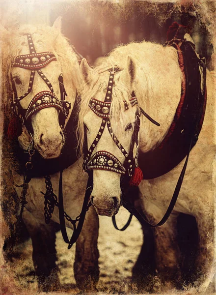 Dois Retratos Cavalo Perto Amor Amor Cavalo Efeito Foto Velho — Fotografia de Stock