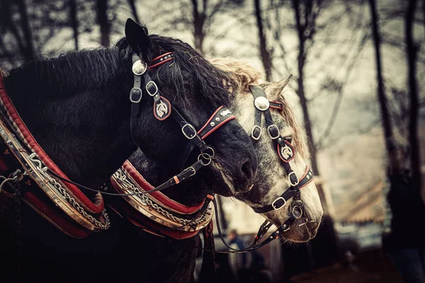 Dois Cavalos Com Arnês Ornamentado Vista Close — Fotografia de Stock