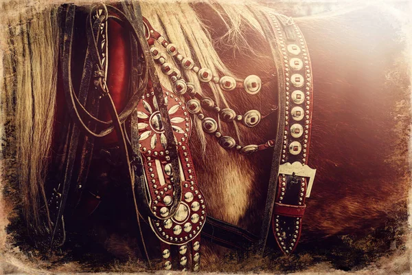 Cavalo Com Arnês Ornamentado Close Efeito Foto Antigo — Fotografia de Stock