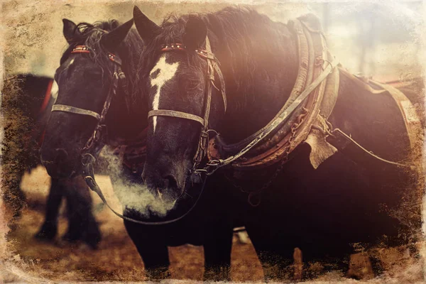 Dois Cavalos Com Arnês Ornamentado Vista Close Antigo Efeito Foto — Fotografia de Stock