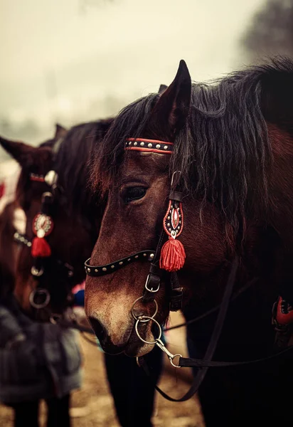 Two horses with ornate harness in close-up view