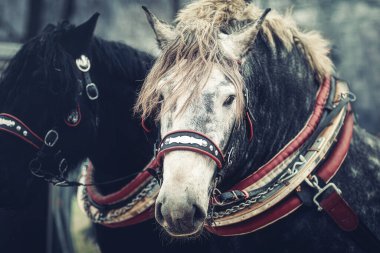 Yakından bakıldığında süslemeli iki at.