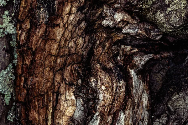 Old Tree Bark Beech Trunk — Stock Photo, Image