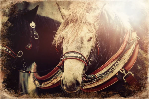 Två Hästar Med Utsmyckad Sele Närbild Gammal Fotoeffekt — Stockfoto