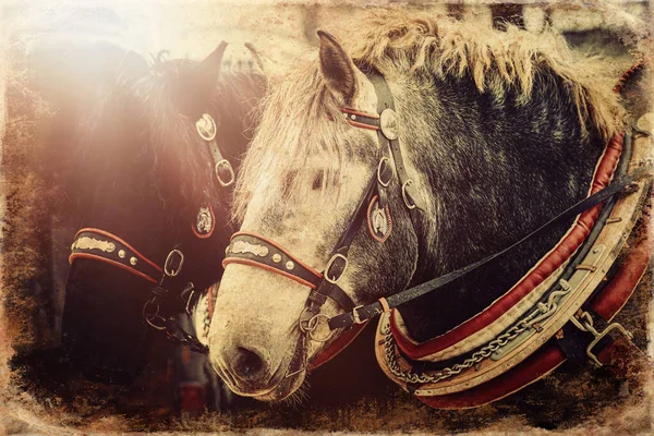 Zwei Pferde Mit Aufwendigem Geschirr Nahaufnahme Alter Foto Effekt — Stockfoto