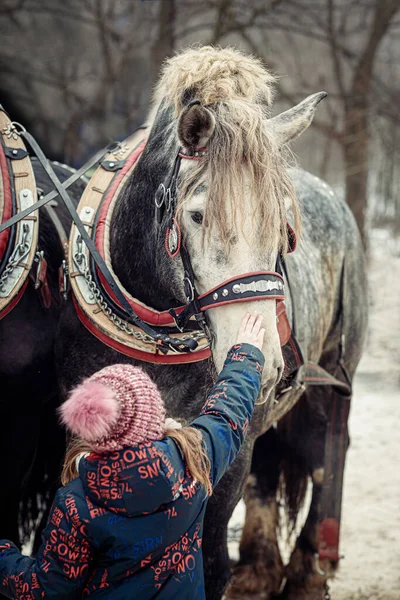 Criança Acariciando Cavalo Trabalho Branco — Fotografia de Stock