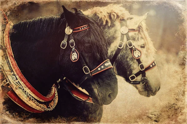 Dois Cavalos Com Arnês Ornamentado Vista Close Antigo Efeito Foto — Fotografia de Stock