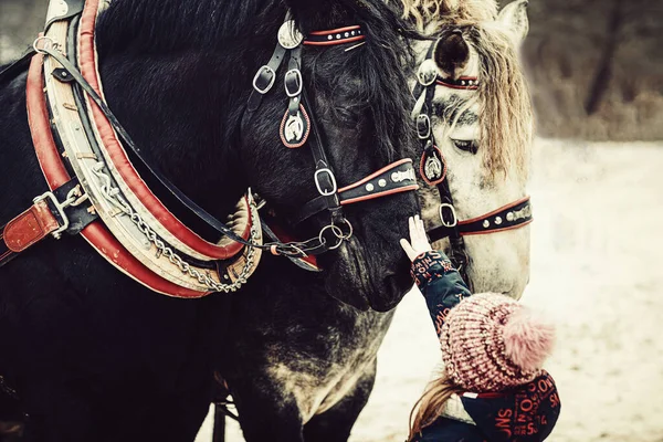 Παιδί Χαϊδεύοντας Μαύρο Άλογο Εργασίας — Φωτογραφία Αρχείου