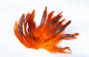 Tüylü bir yapının parlak renk tonlarıyla güzel ayrıntıları