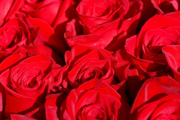 Естественный Красный Фон Большой Красивый Букет Красных Роз — стоковое фото