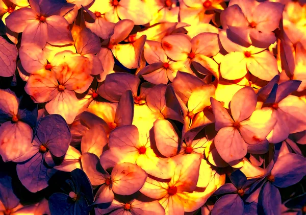 Mooie Kleur Bloem Oranje Gele Toon — Stockfoto