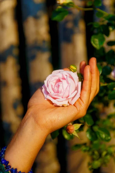 romantinc pink rose in woman hand, flower in beautiful scenery