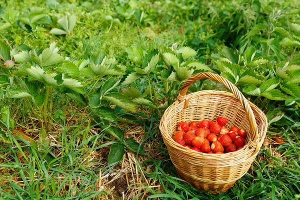 草莓田里篮子里的草莓 — 图库照片