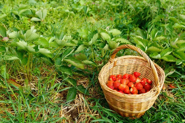 Truskawki Koszyku Polu Truskawek — Zdjęcie stockowe