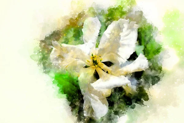 Белые Тюльпаны Мягко Размытый Акварельный Фон — стоковое фото