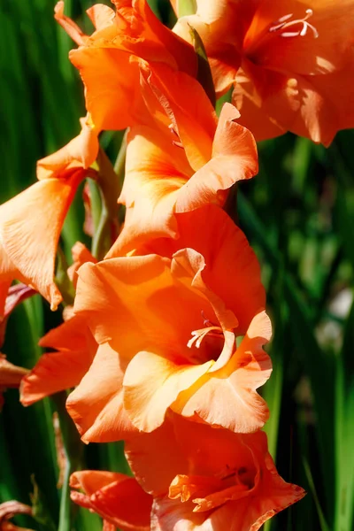 Garden Blooming Orange Gladiolus Flowers Green Background — Stock Photo, Image