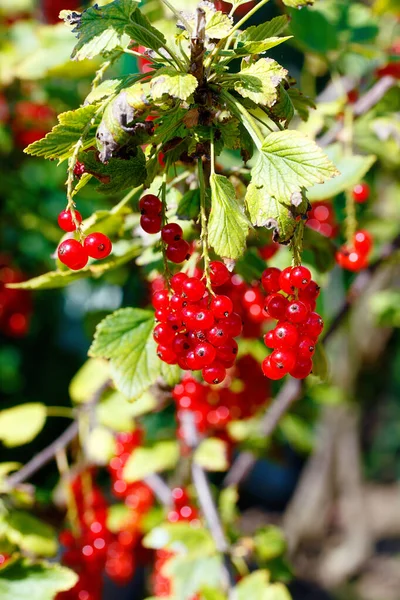 Fond Groseille Rouge Groseilles Rouges Mûres Gros Plan Comme Fond — Photo