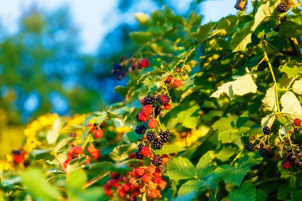 ripe and unripe blackberries. Bunch of berries