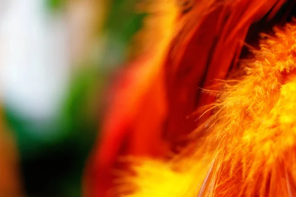 Beautiful Detail Feather Structure Brilliant Color Tones — Stock Photo, Image